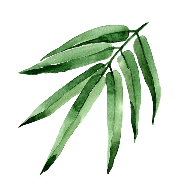 Trópusi levelek fa bambusz akvarell stílusú elszigetelt. - Fotó, kép