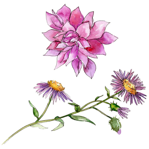Vadvirág chrysantemum virág elszigetelt akvarell stílusú. - Fotó, kép