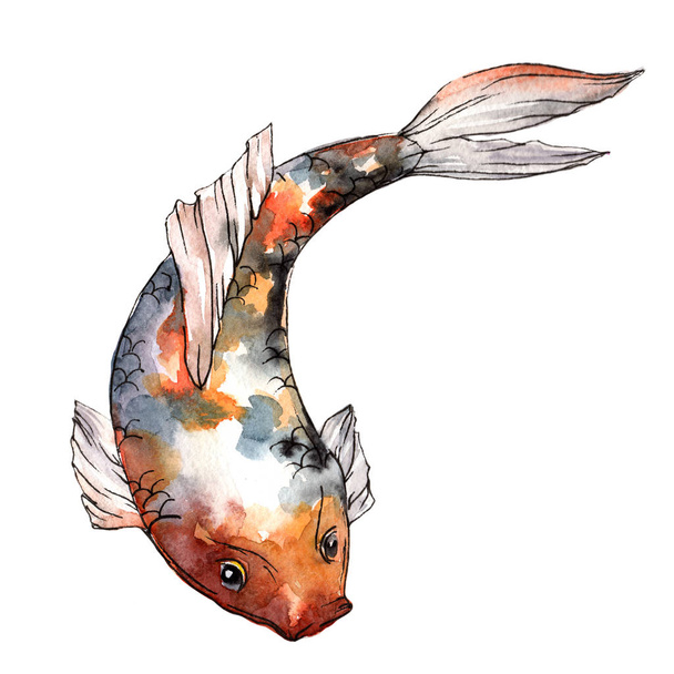 Exotic goldfish wild fish in a watercolor style isolated. - Foto, Bild