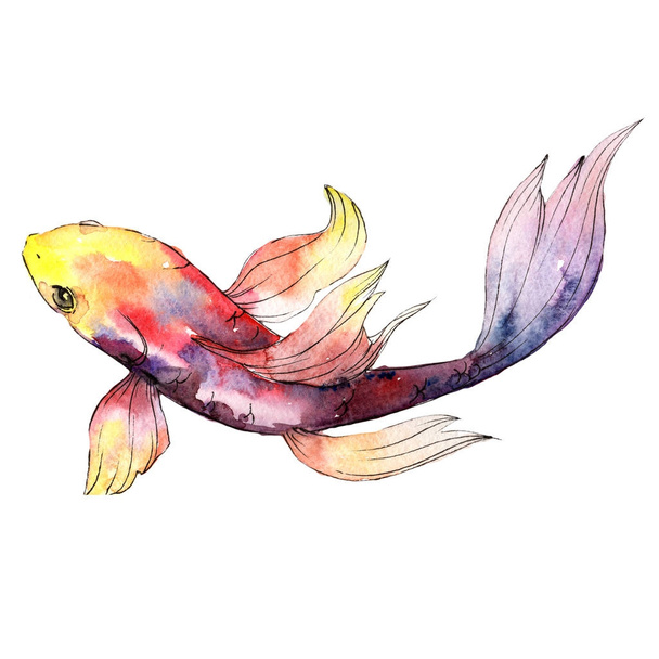 Exotic goldfish wild fish in a watercolor style isolated. - Photo, Image