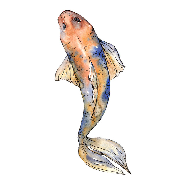Exotic goldfish wild fish in a watercolor style isolated. - Фото, зображення