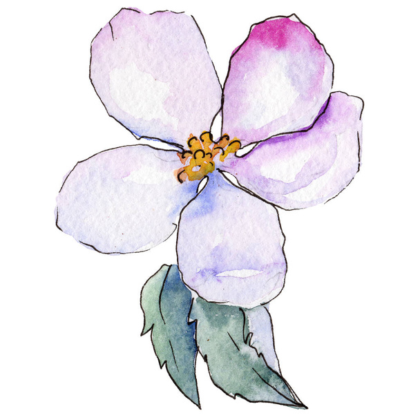 Wildflower flowers of apple in a watercolor style isolated. - Foto, Imagen