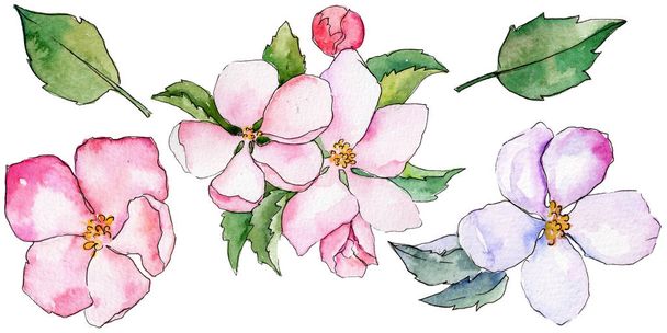 Wildflower flowers of apple in a watercolor style isolated. - Photo, Image