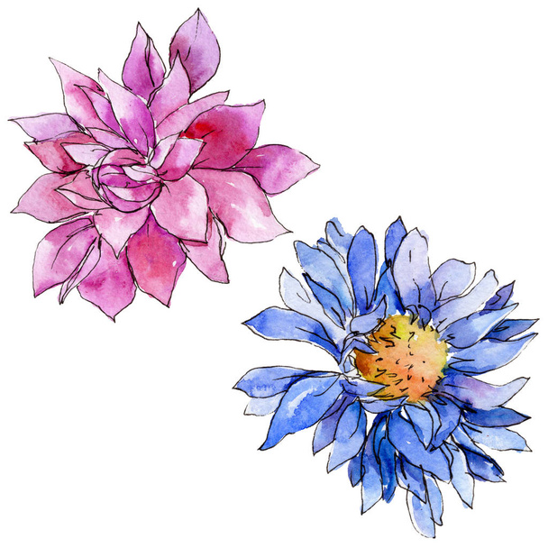 Дика квітка хризантеми в акварельному стилі ізольовані
. - Фото, зображення
