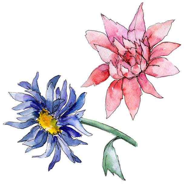 Vadvirág aster virág elszigetelt akvarell stílusú. - Fotó, kép