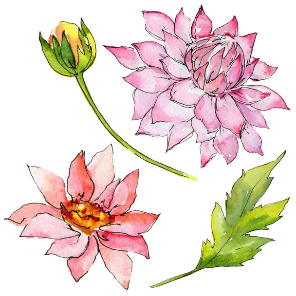 Vadvirág aster virág elszigetelt akvarell stílusú. - Fotó, kép