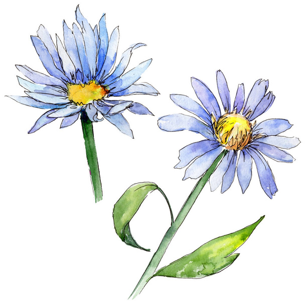 Wildflower aster flower in a watercolor style isolated. - Photo, Image