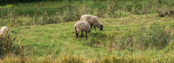 Две овцы на зеленом лугу
 - Фото, изображение