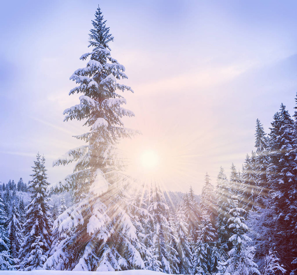 Zimní vánoční krajina - Fotografie, Obrázek