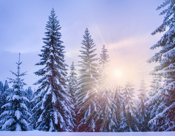 Christmas winter landscape - Φωτογραφία, εικόνα
