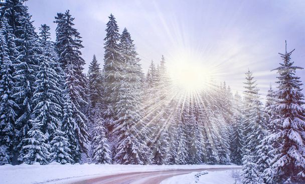 Christmas winter landscape - Photo, Image