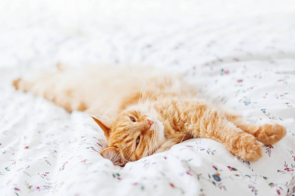 Cute ginger cat lying in bed under a blanket. Fluffy pet comfortably settled to sleep. Cozy home background with funny pet. - Foto, Imagem