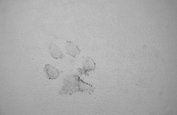  pes stopu nepořádek na domácí podlahu - Fotografie, Obrázek