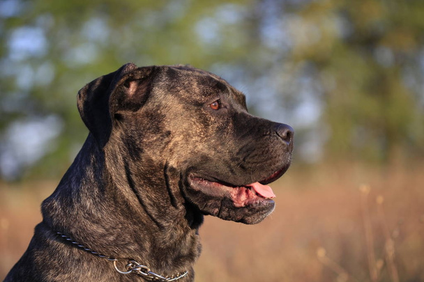  Portrait of a dog breed Cane Corso on a nature background - Фото, изображение