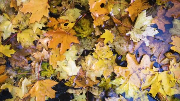 rain drops falling at the puddle with the yellow maple leaves - Footage, Video