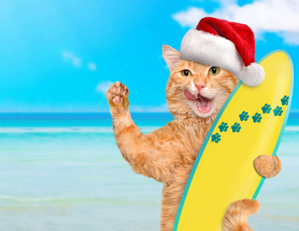 海でリラックスした美しいサーファーの猫。クリスマス. - 写真・画像