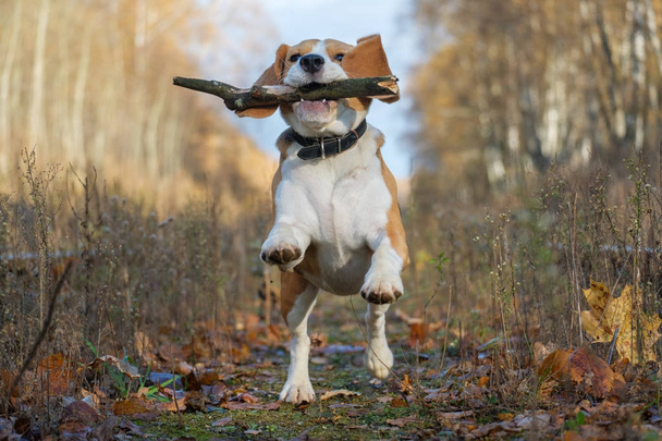 Sonbahar ormandaki bir sopayla oynayan beagle köpek - Fotoğraf, Görsel