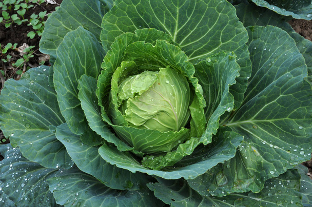 Head of white cabbage - Photo, Image