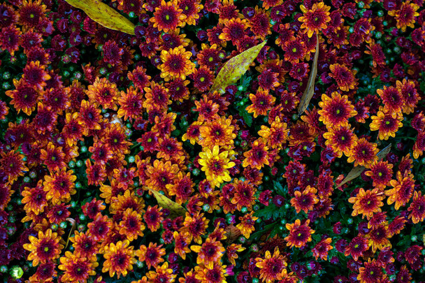 Crisantemos en otoño - Foto, imagen