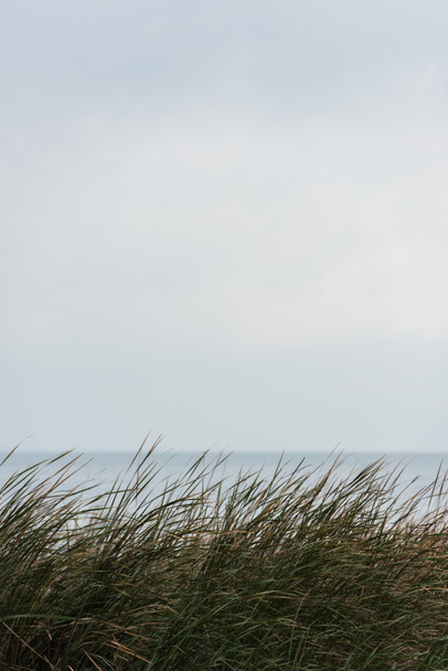 kalme zee met grassweed op de voorgrond - Foto, afbeelding