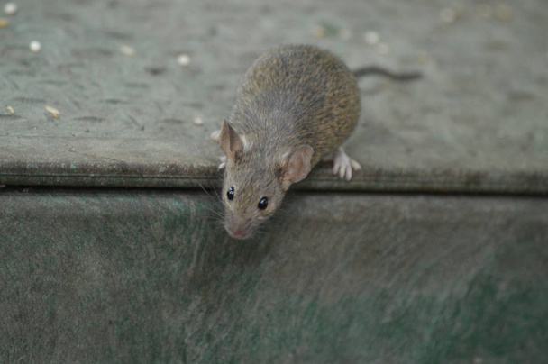 eine graue Maus - Foto, Bild