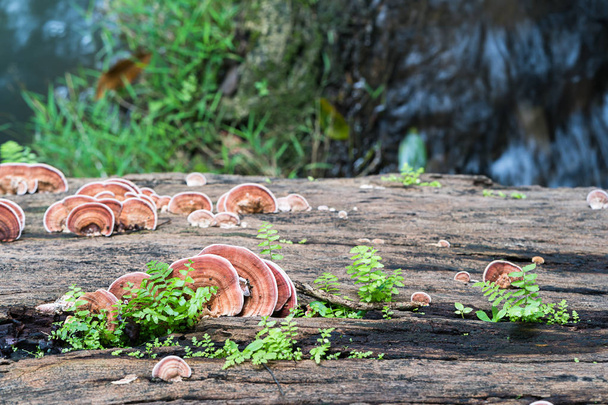 Gros plan du champignon sur le bois
 - Photo, image