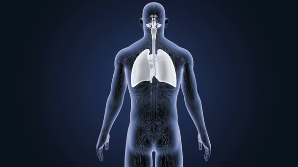 Cuore e polmoni con sistema circolatorio
 - Filmati, video