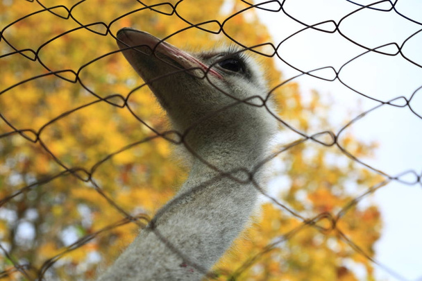 Close up animal portrait of non-flying bird ostrich and mesh. Selected Focus. - Foto, Imagen