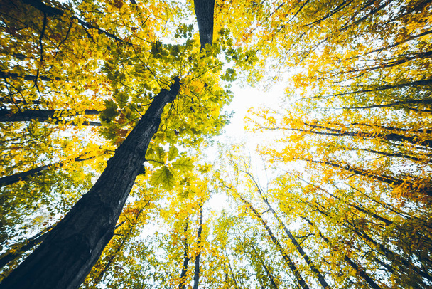 vista sobre el árbol de otoño con hojas amarillas
 - Foto, imagen