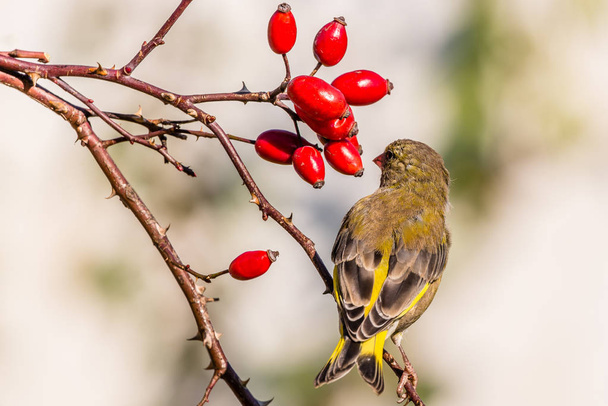 Young green-finch bird perched on twigs of rose hip - Photo, Image