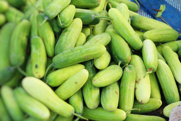 Fresh cucumbers for cooking in the market - Фото, изображение