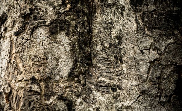 Dark Old Tree Bark for texture and background - Valokuva, kuva