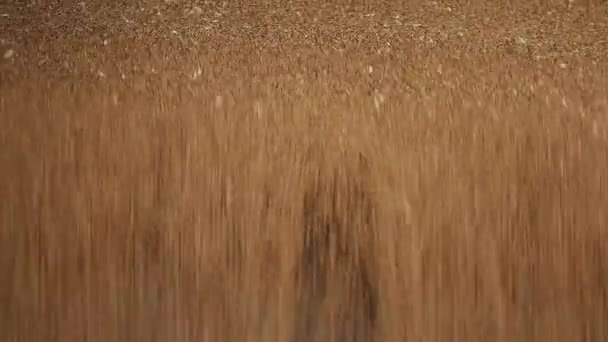 Wheat grain close-up. - Footage, Video