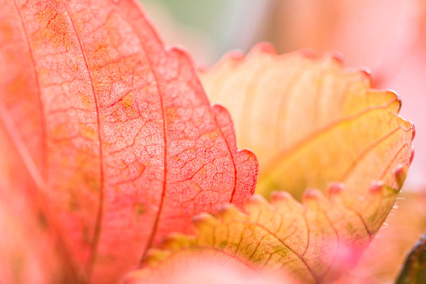 Vue rapprochée de la nature de la texture des feuilles rouges sur fond flou
 - Photo, image