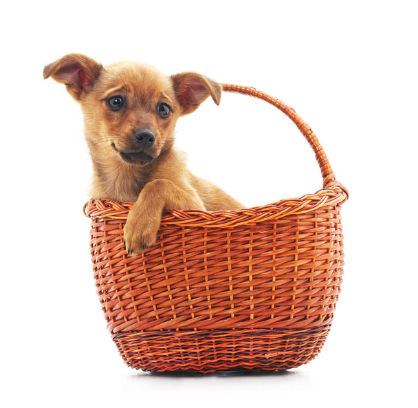 Little dog in the basket. - Fotografie, Obrázek