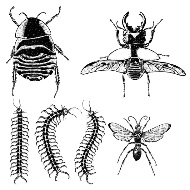 Big set of insects - Vecteur, image