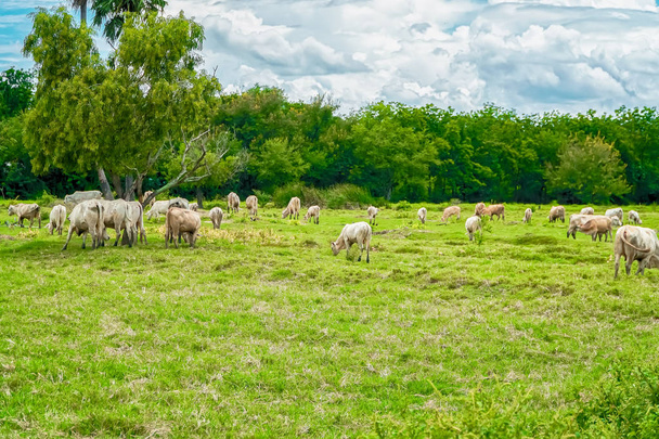 Kuh frisst Gras in einer Kuhfarm in Thailand - Foto, Bild
