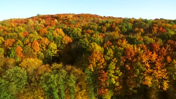 Aşağı bakıyor inanılmaz güzel sonbahar renkleri, ormanlar, ağaçlar, hava uçak köprü görünümü. - Video, Çekim