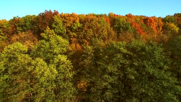 Aşağı bakıyor inanılmaz güzel sonbahar renkleri, ormanlar, ağaçlar, hava uçak köprü görünümü. - Video, Çekim