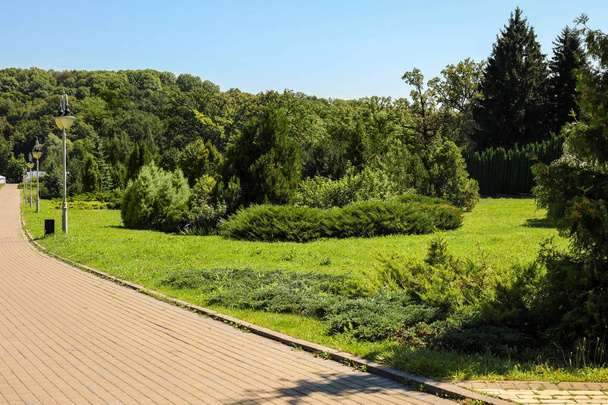 Beautiful view of green park - Fotografie, Obrázek