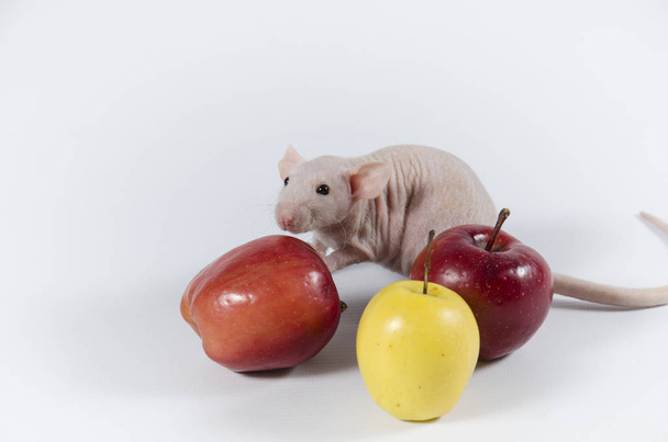 Küçük komik dekoratif sıçan ve elma. - Fotoğraf, Görsel