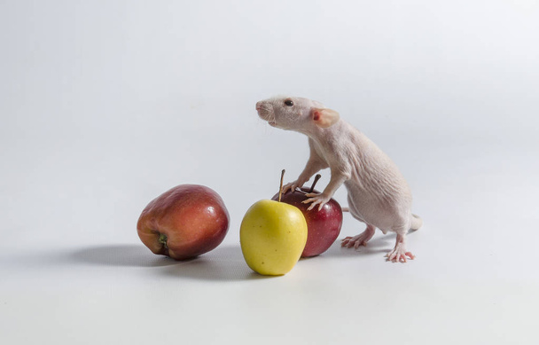 Küçük komik dekoratif sıçan ve elma. - Fotoğraf, Görsel
