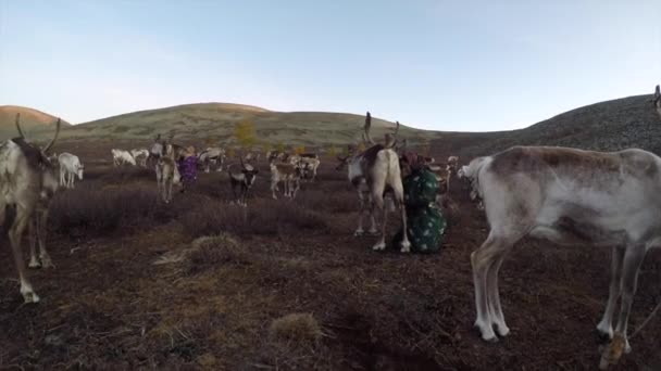 Man with reindeer at meadow - Filmmaterial, Video