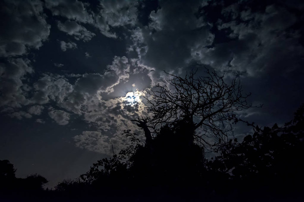 objevil se temné mraky strašlivé noční krajina s sušených strom na pozadí měsíce - Fotografie, Obrázek
