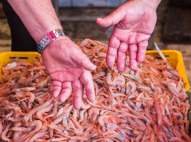 Shrimps tauschen die Hände - Foto, Bild