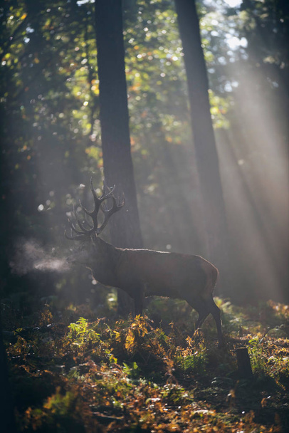 cervo nella nebbiosa foresta autunnale
 - Foto, immagini