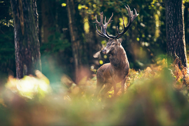 deer in fall forest - Photo, Image