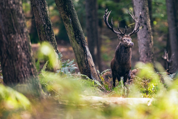 jelen v podzimním lese - Fotografie, Obrázek