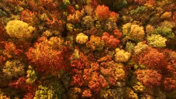 Дивлячись вниз на дивовижно красиві осінні кольори, ліси, дерева, вид на повітряний дрон
. - Кадри, відео