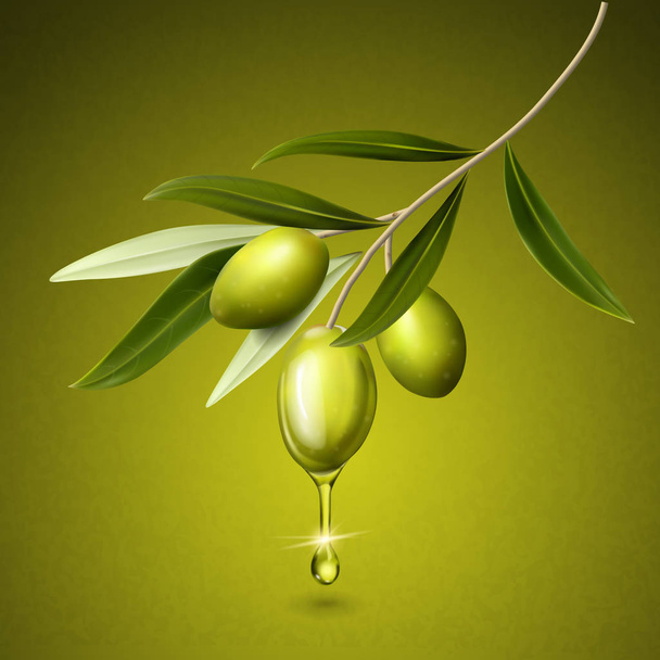 olive fruits illustration - Вектор,изображение